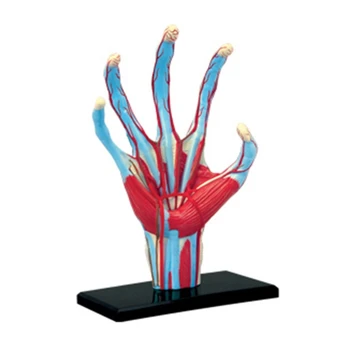 Modelo de mão Anatomia DIY Crianças de Puzzle Modelo Educacional Órgãos Internos Modelo de Dropship